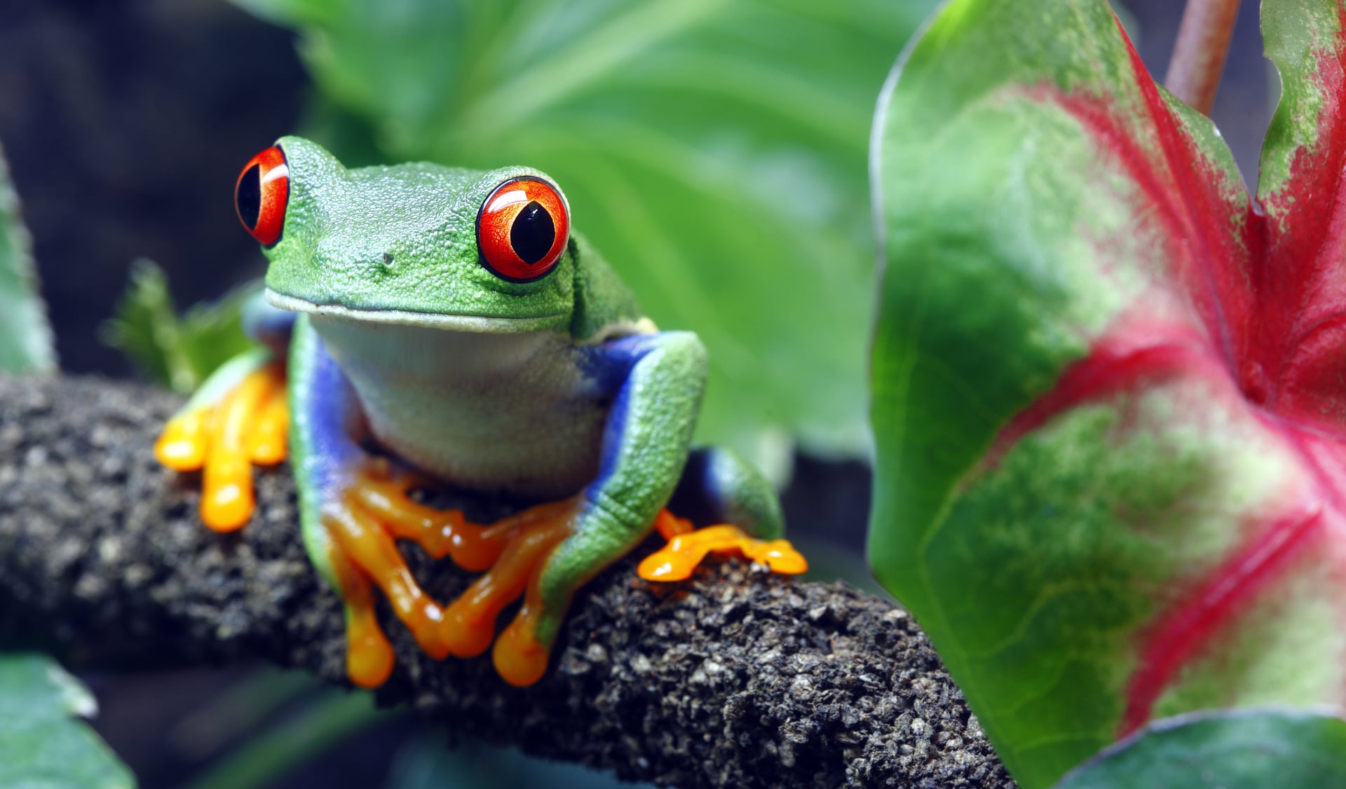 Viajar a Costa Rica